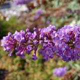 Buddleya david border beauty